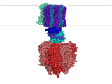 ATP-syntase - cellens roterende ATP-generator