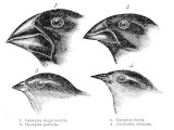 Darwins finker - ulike slekter innen samme familier - Opphav: Illustrasjon - fra Charles Darwins journal (2. utg., 1845) - (Public Domain)