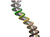 DNA-molekylet - livets kode - Opphav: Illustrasjon (Kristian Stormark)