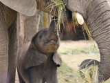 Baby-elefant - Opphav: Fotografi (azeret33) - pixabay.com (Content License)