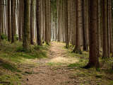 En sti gjennom skogen - Opphav: Fotografi (Antranias) - pixabay.com (Creative Commons)