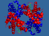 Et hemoglobin-molekyl - med tilpasset struktur i tre dimensjoner