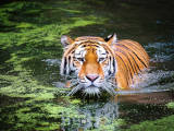 Tiger i vann - Opphav: Fotografi (andibreit) - pixabay.com (Content License)